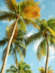 palm-trees-1192109_960_720.jpg